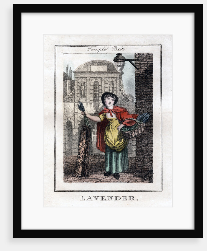 Lavender by Anonymous