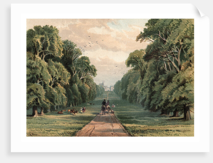 Long Walk, Windsor Park by Anonymous