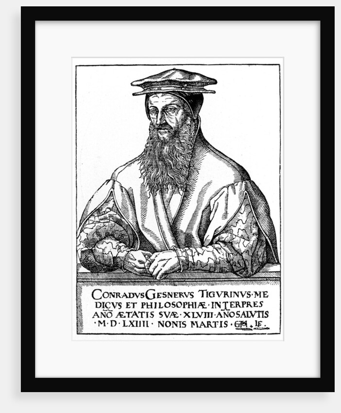 Conrad Gessner, Swiss naturalist by Anonymous