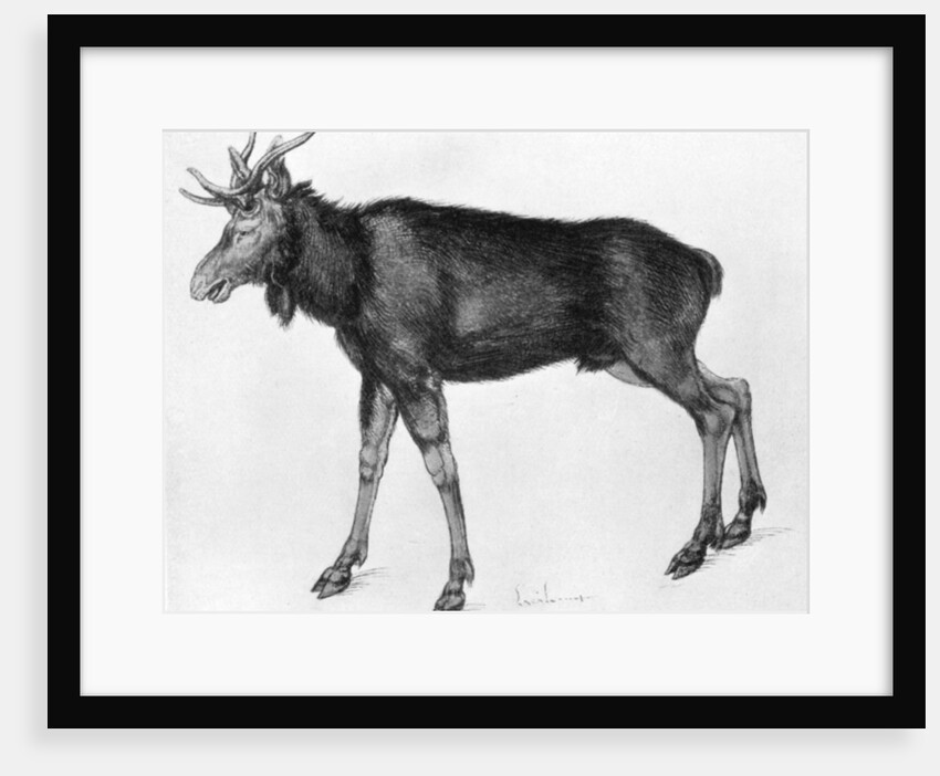 Young Scandinavian Elk with Immature Antlers by Albrecht Dürer