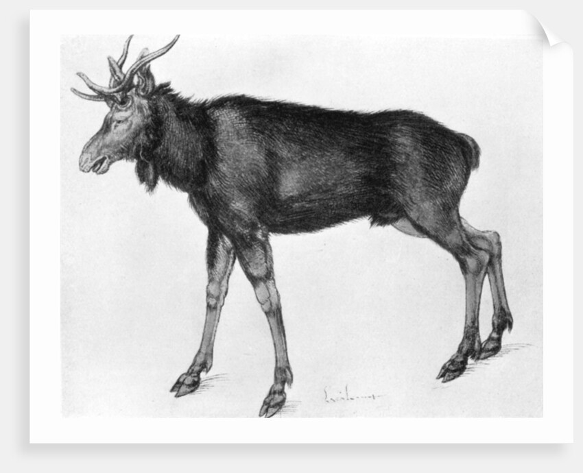 Young Scandinavian Elk with Immature Antlers by Albrecht Dürer