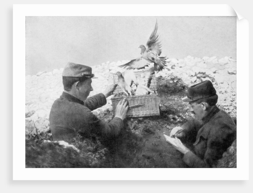 Messenger pigeons being released at the front line, World War I by Anonymous