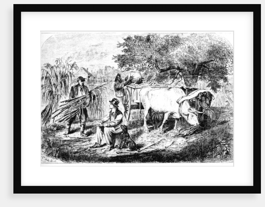 Oxen Hauling Corn by Edwin Forbes