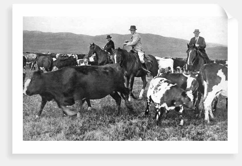 The Prince of Wales rounding up cattle in Alberta, Canada by Anonymous