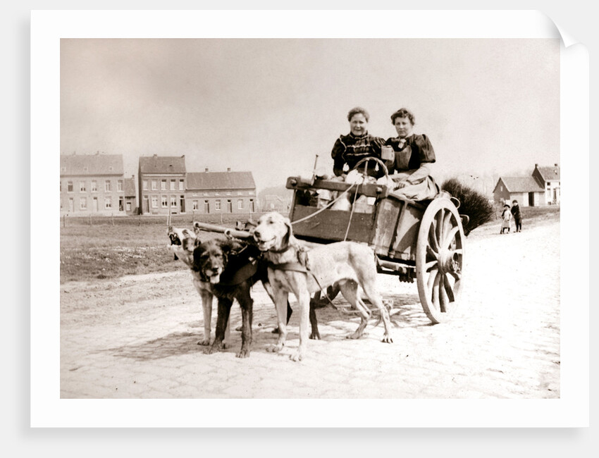 Dogs pulling women on a cart, Antwerp by James Batkin