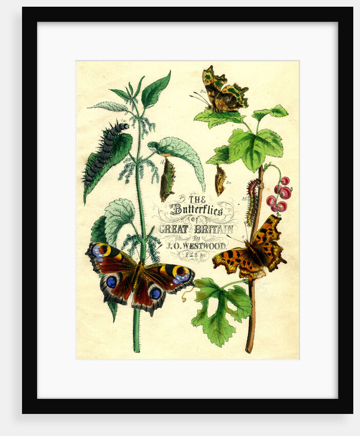 The Butterflies of Great Britain by Anonymous