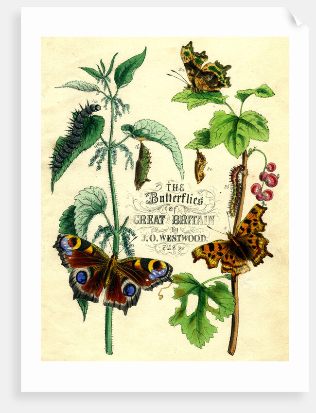 The Butterflies of Great Britain by Anonymous