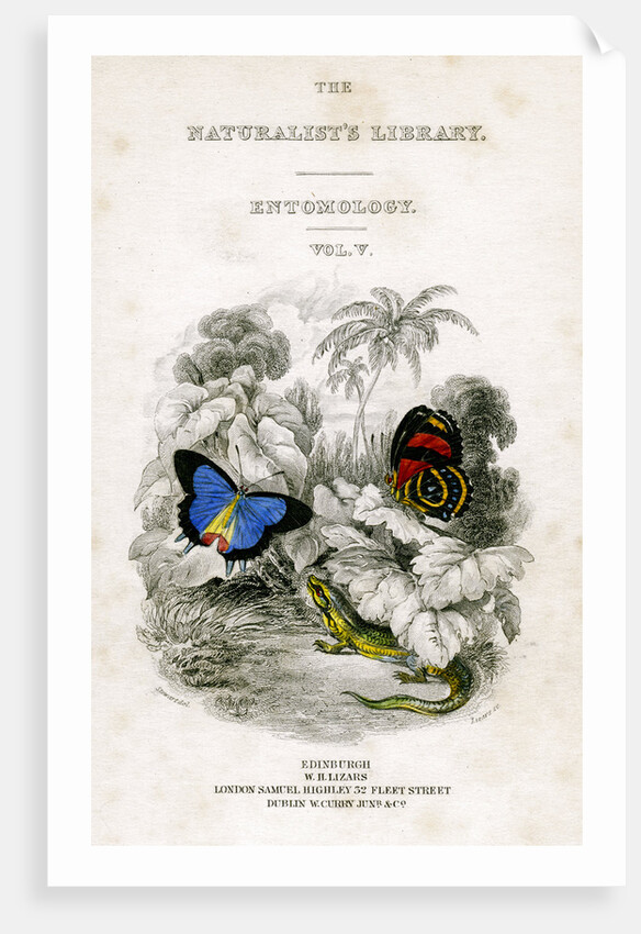 'The Naturalist's Library, Entomology, Vol V', Butterflies by William Home Lizars