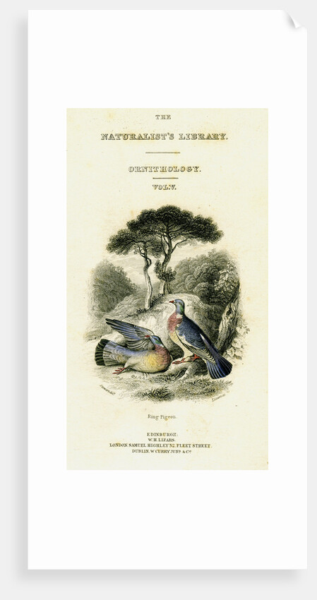 The Naturalist's Library, Ornithology Vol V, Ring Pigeon by William Home Lizars
