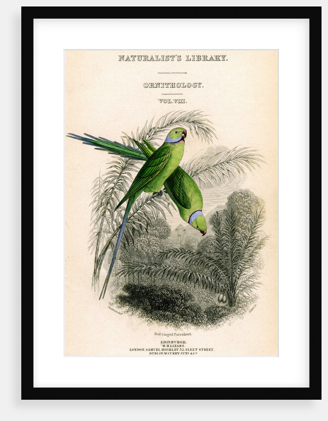 The Naturalist's Library, Ornithology Vol VIII, Red ringed Parrakeet by William Home Lizars