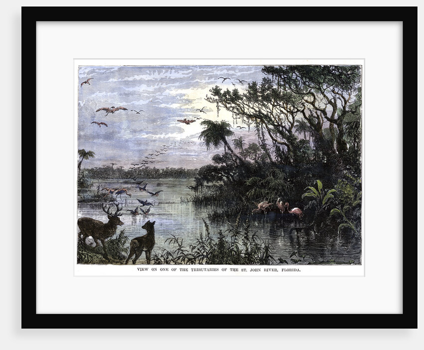 View on one of the Tributaries of the St John River, Florida by Anonymous