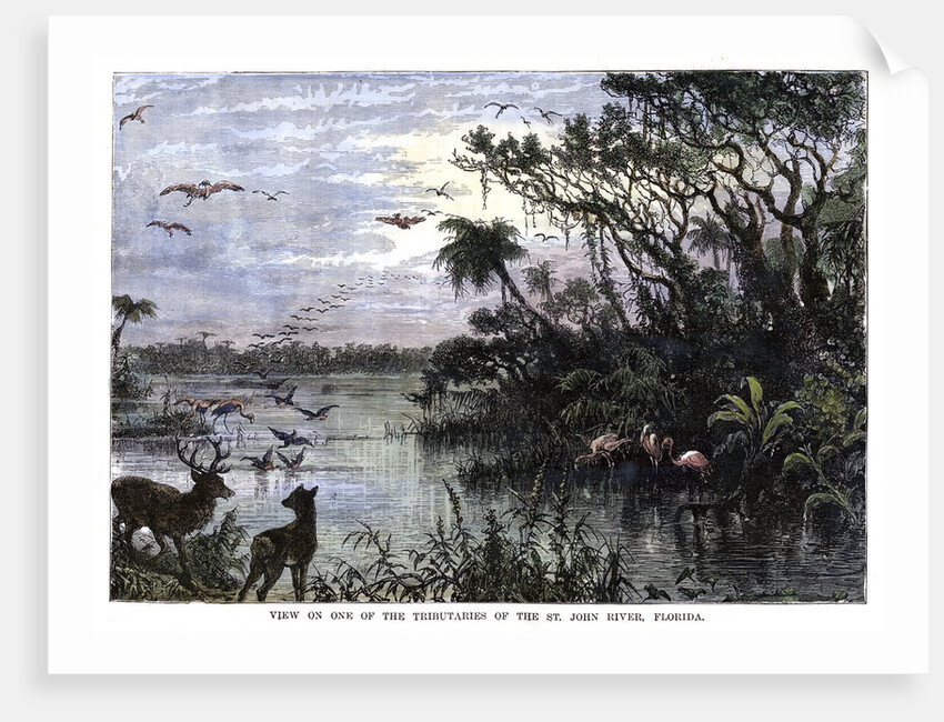 View on one of the Tributaries of the St John River, Florida by Anonymous