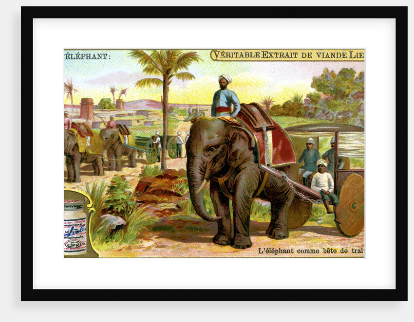 The Elephant as draught animal by Anonymous