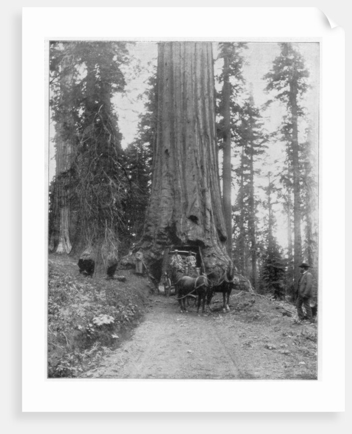 Road going through a Giant Sequoia, Mariposa Grove, Wawona, California by John L Stoddard