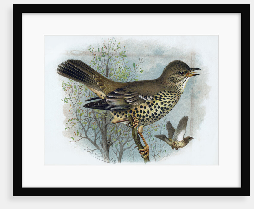 Missel Thrush by Henrik Gronvold