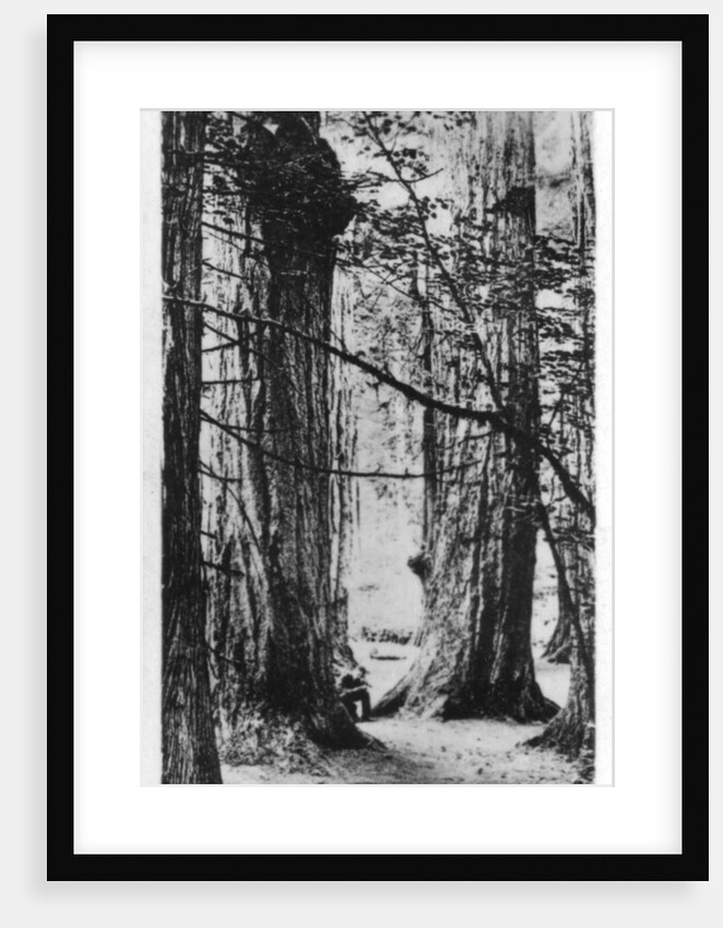 Stanley Park, Vancouver, Canada by Anonymous