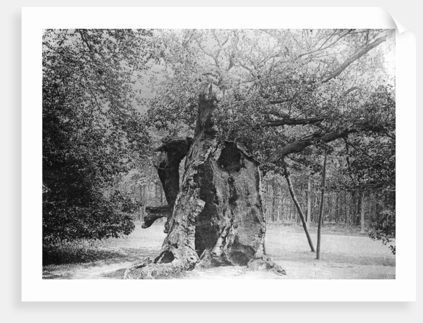 The 'Shambles' Oak, Sherwood Forest by Anonymous
