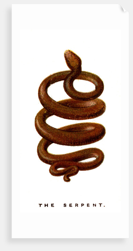 The Serpent by Anonymous