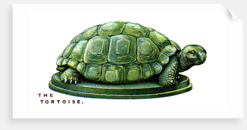 The Tortoise by Anonymous