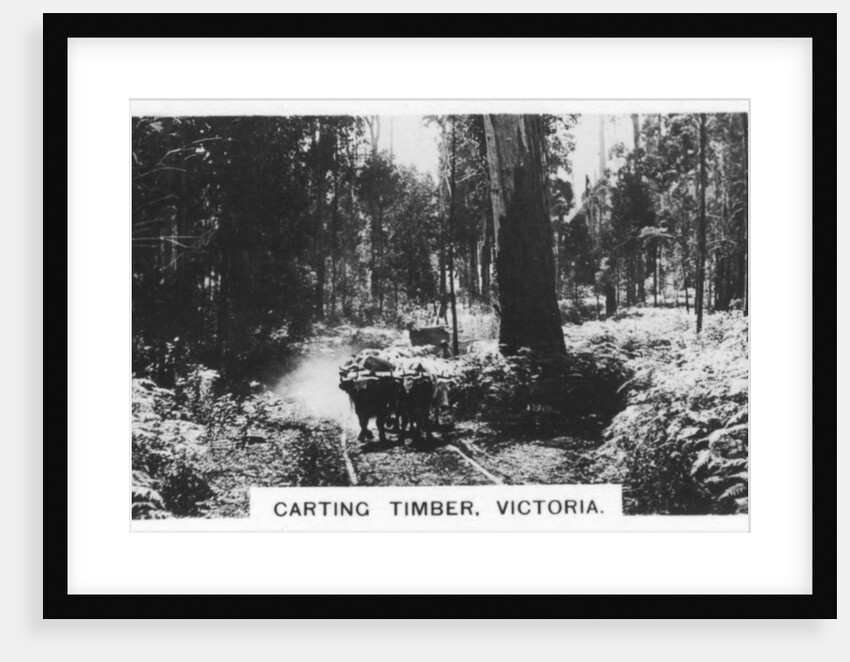 Carting timber, Victoria, Australia by Anonymous