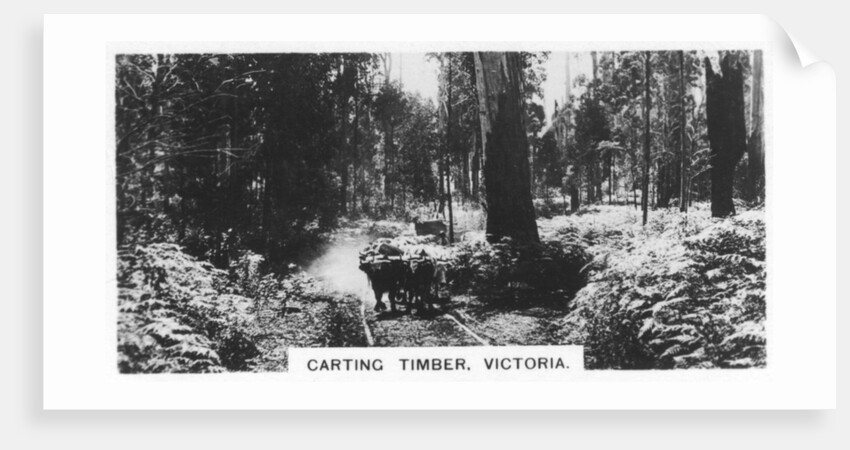 Carting timber, Victoria, Australia by Anonymous