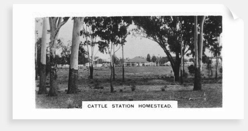 Cattle station homestead, Australia by Anonymous