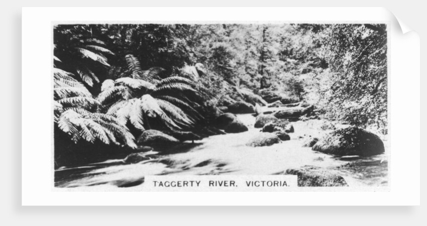 Taggerty River, Victoria, Australia by Anonymous