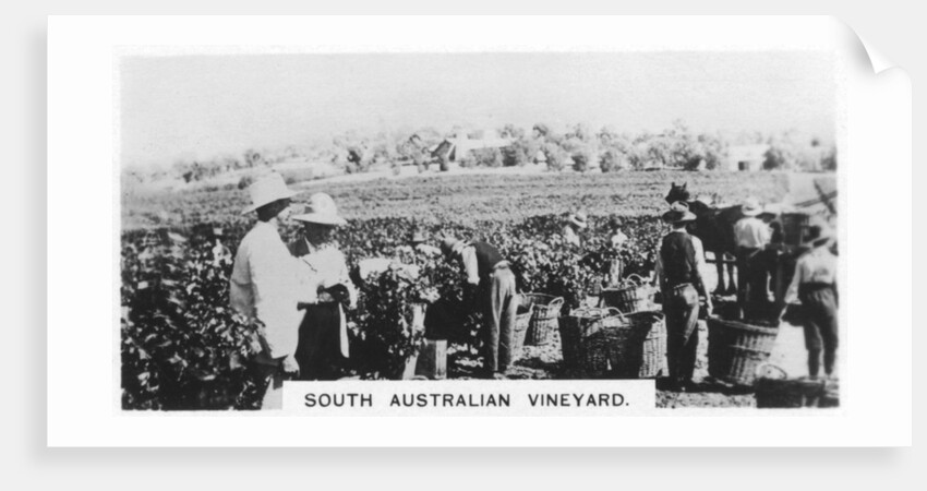 South Australian vineyard by Anonymous