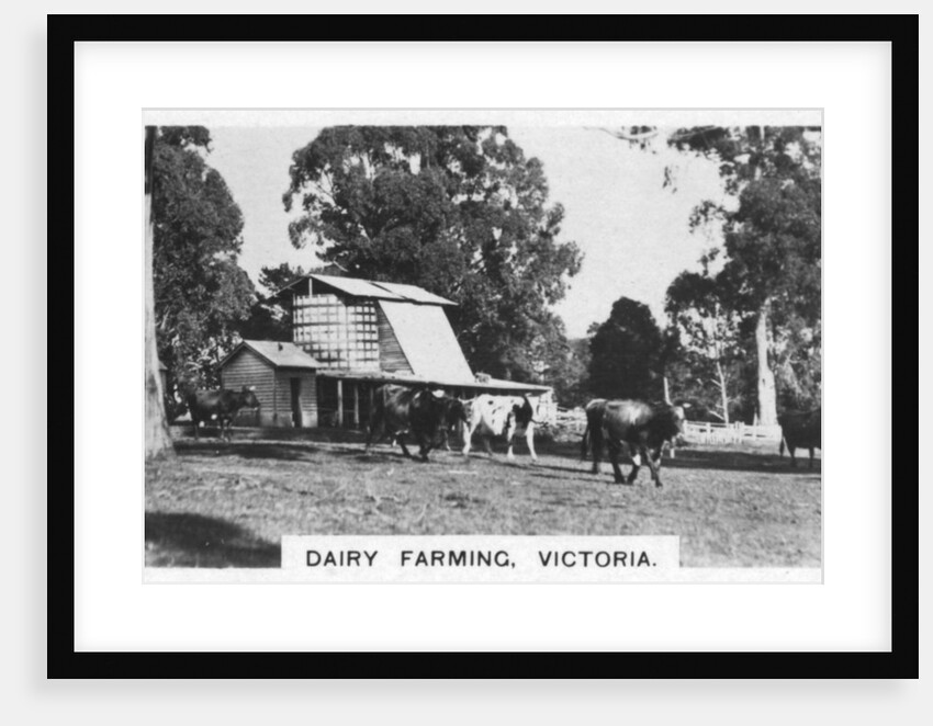 Dairy farming, Victoria, Australia by Anonymous