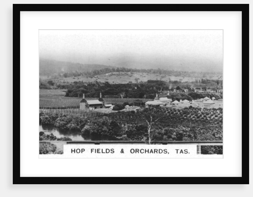 Hop fields and orchards, Tasmania, Australia by Anonymous
