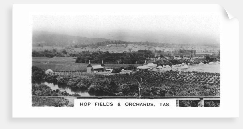 Hop fields and orchards, Tasmania, Australia by Anonymous