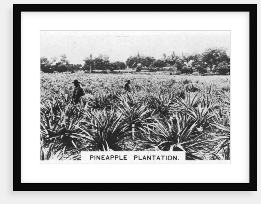 Pineapple plantation, Australia by Anonymous