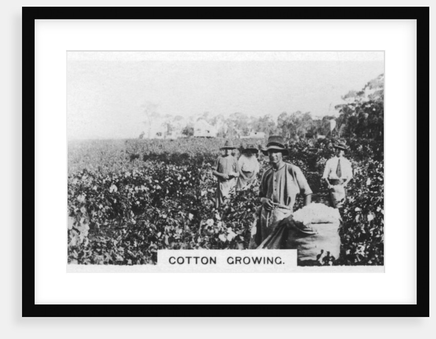 Cotton picking, Australia by Anonymous