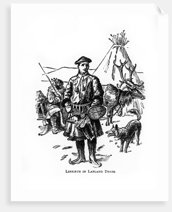 Carolus Linnaeus, 18th century Swedish botanist, physician and zoologist by Anonymous