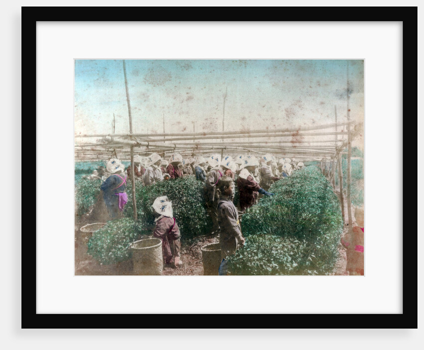 Tea picking, Japan by Anonymous