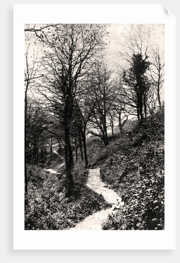 Lovers Lane, Fairlight, Hastings, Sussex by Anonymous