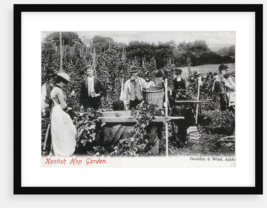 A Kentish hop garden by Goulden and Wind
