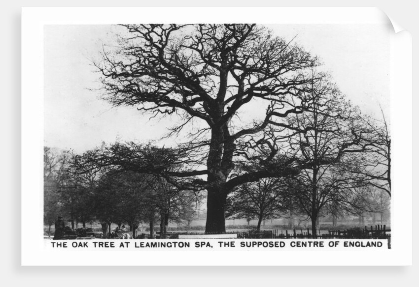 The oak at Leamington Spa, the supposed centre of England by Anonymous