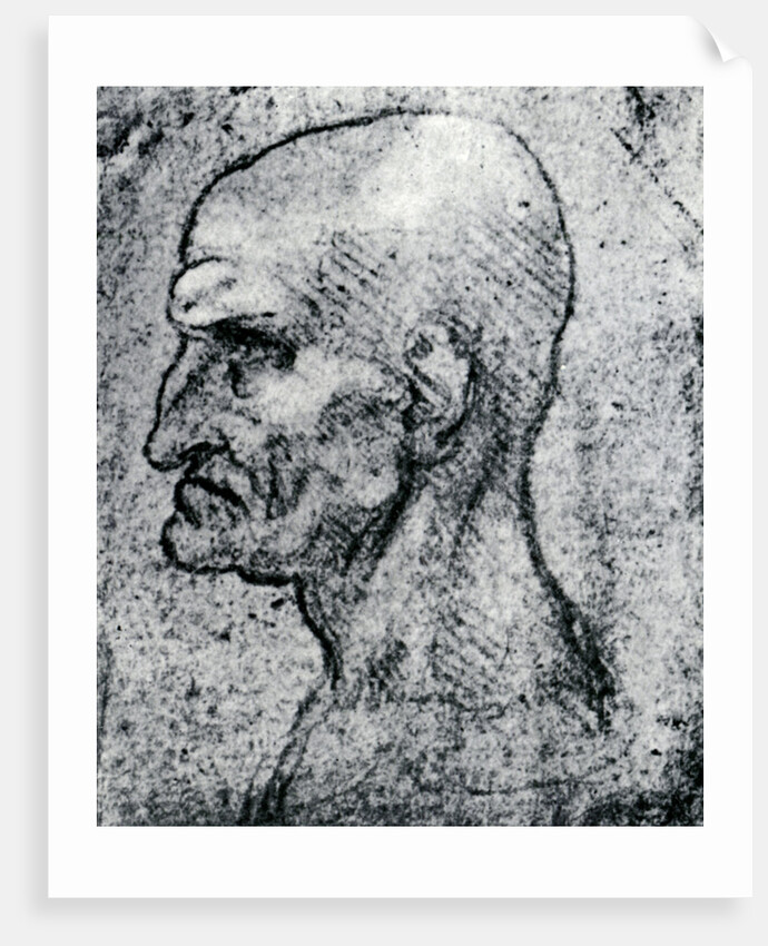Head of an Old Man by Leonardo Da Vinci