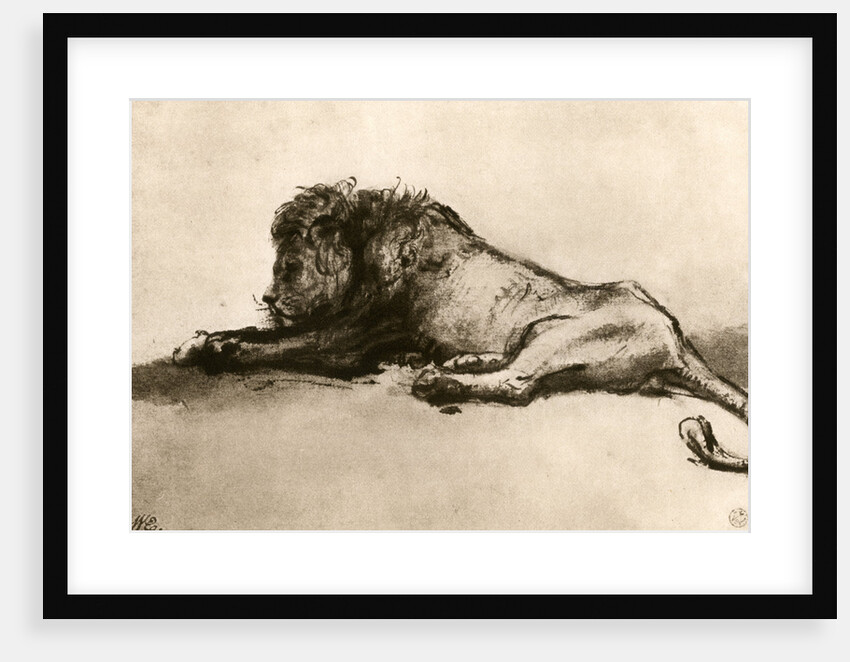 Study of a Lion by Rembrandt Harmensz van Rijn