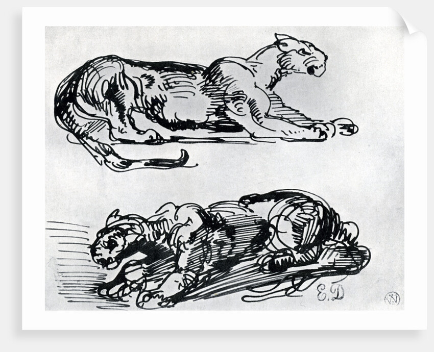 Studies of Panthers by Eugène Delacroix