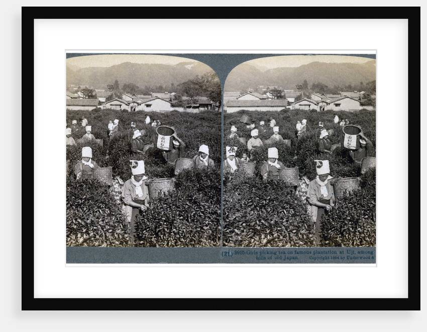 Girls picking tea on the famous plantation at Uji, Japan by Underwood & Underwood