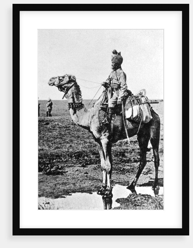 Camel cavalry transport, India by Anonymous