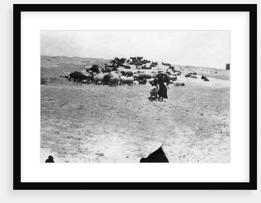 Sheep grazing outside Samarra, Mesopotamia by Anonymous