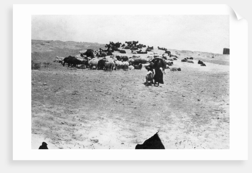Sheep grazing outside Samarra, Mesopotamia by Anonymous