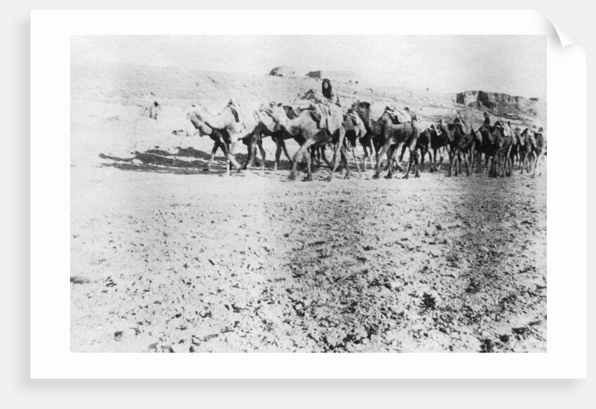 Camel train, Mosul, Mesopotamia by Anonymous