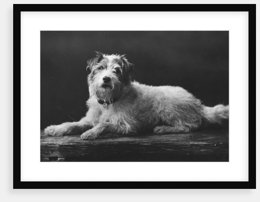Caesar, King Edward's favourite dog by Anonymous