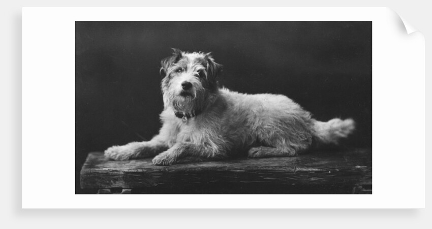 Caesar, King Edward's favourite dog by Anonymous