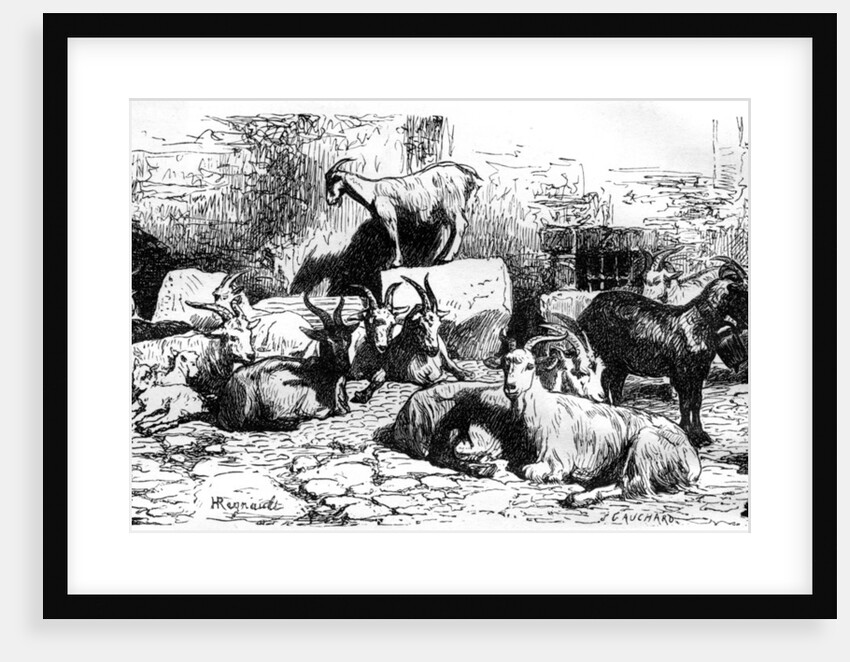 Goats of the Roman countryside, Italy by J Cauchard