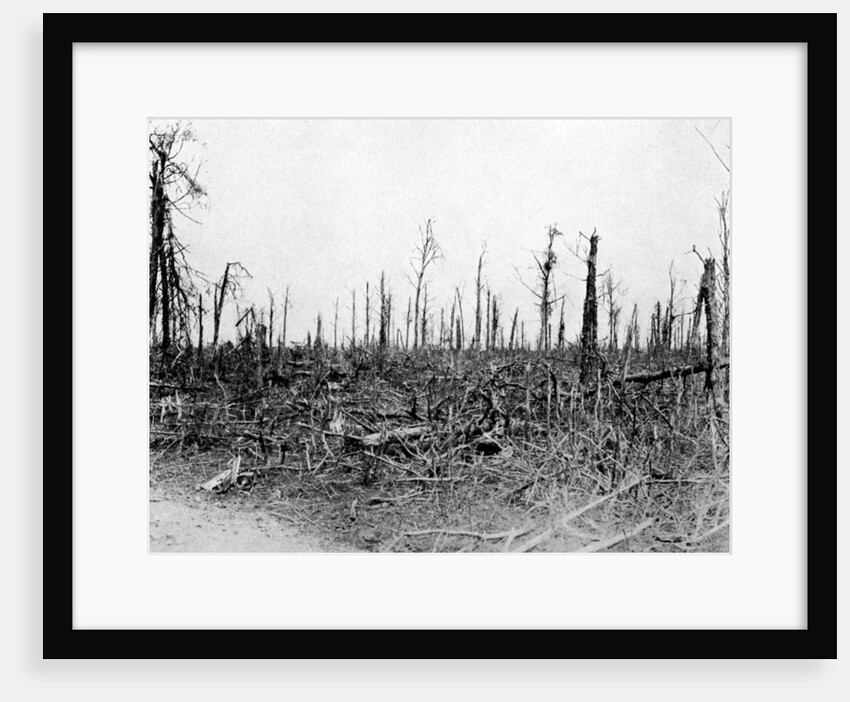 A wood in the Somme area, France by Anonymous